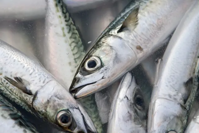 魚